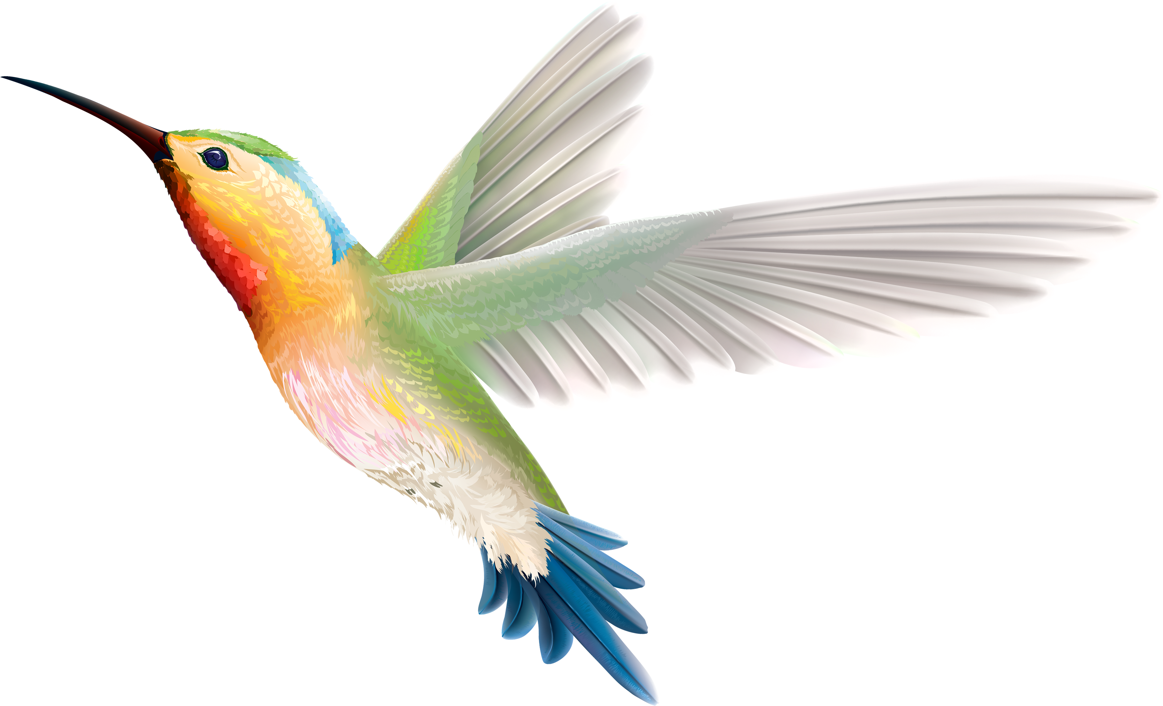 Clip Art Stock Hummingbird Web Clipartix Animals Pinterest - Colibri Fondo Transparente (4000x2444), Png Download