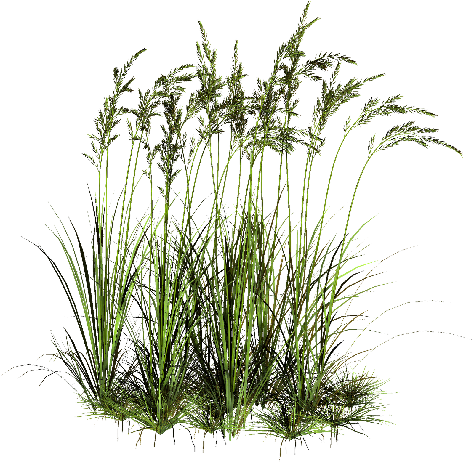 Tall Grass Png - High Grass Cut Out (1600x1560), Png Download