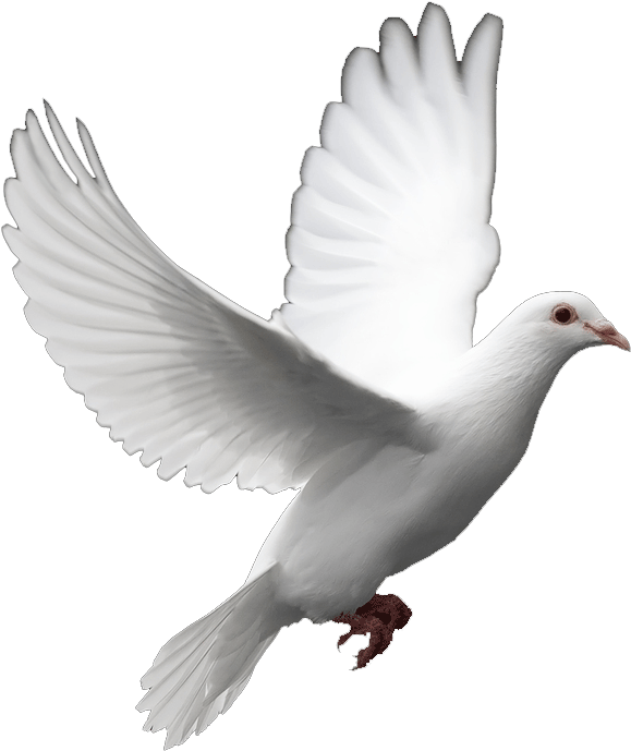 Download Birds - Dove Png Transparent Background PNG Image with No  Background 