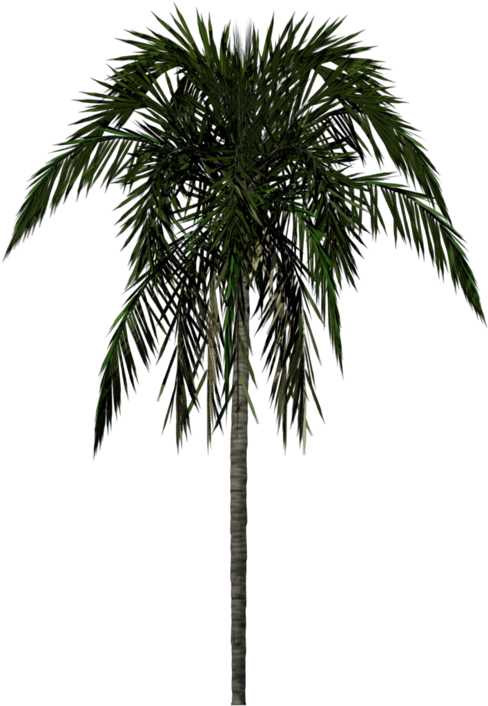 Palm Tree Png - Palm Tree Texture Png (768x1024), Png Download