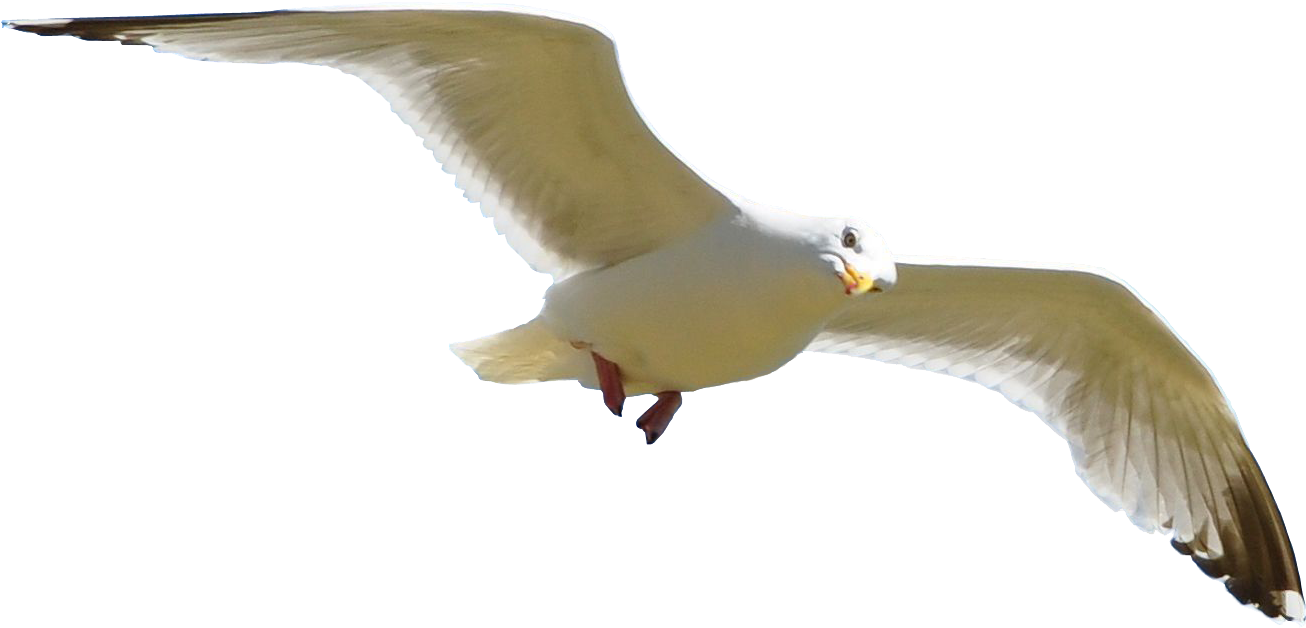 Bird Png - Portable Network Graphics (1920x1200), Png Download