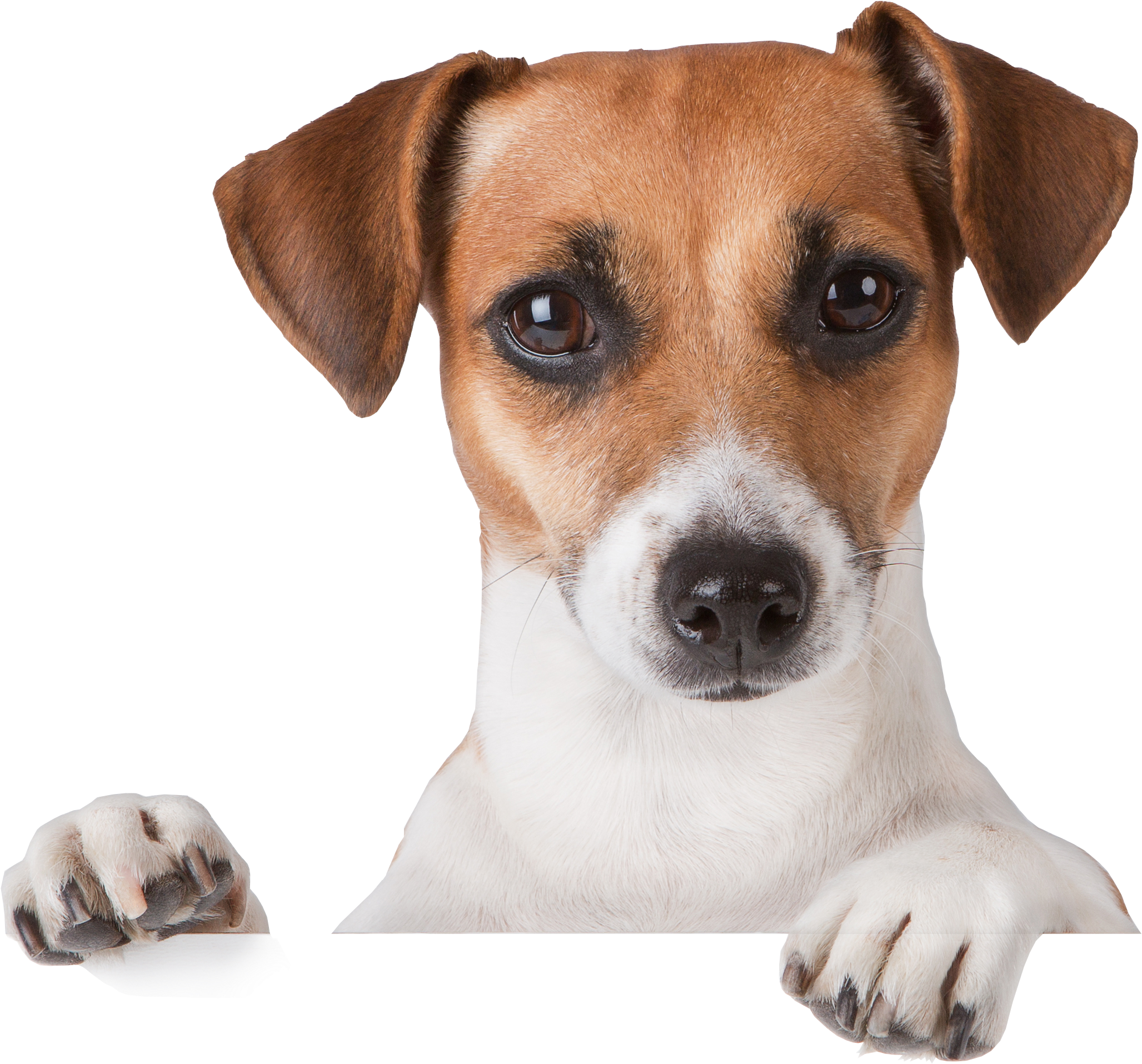 Dog Png - Puppy Png (2754x2154), Png Download