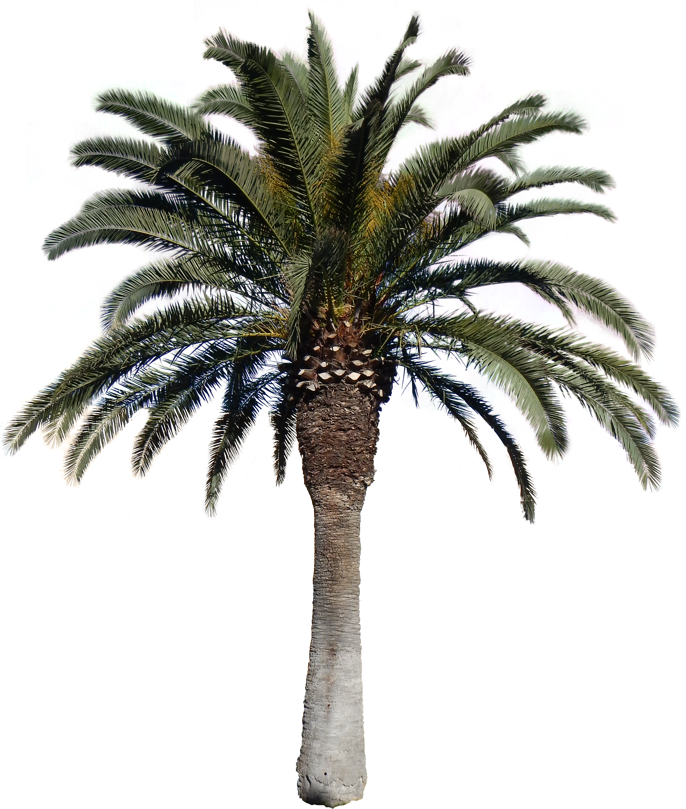 Transparent Images Pluspng Download - Date Palm Tree Png (2796x3328), Png Download