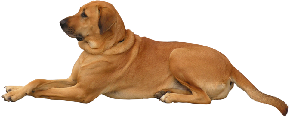 Dog Png Clip Art - If Dogs Had Faces (981x425), Png Download