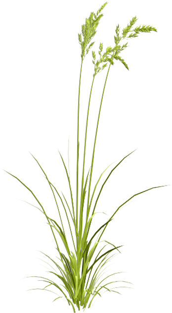 Grasses Watercolor Painting - Sweet Grass (700x700), Png Download