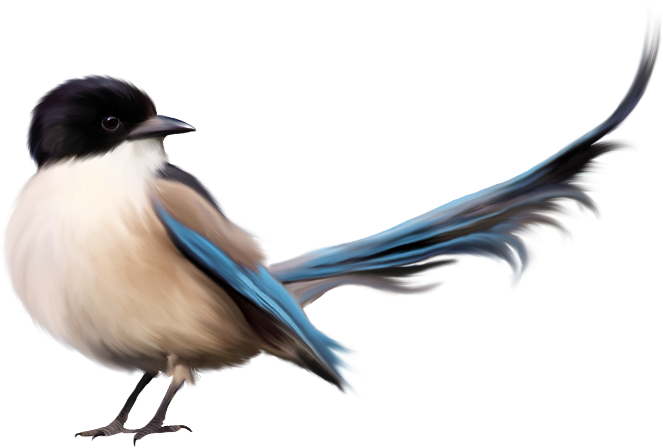 Imagenes De Un Pajaro Png (1395x1027), Png Download