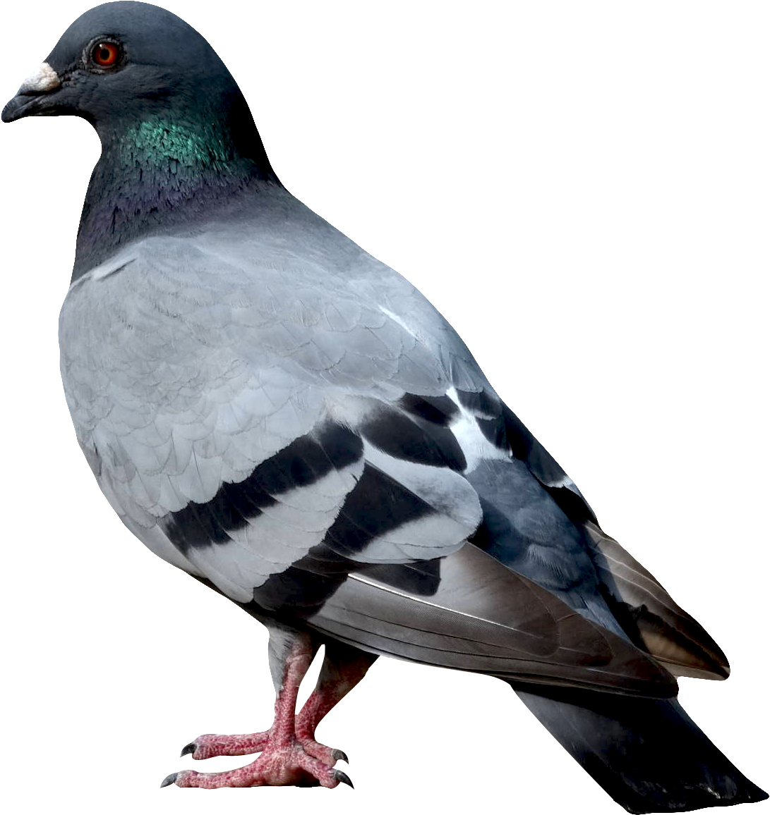 Download Dove Png Image - Dove Png (500x528), Png Download