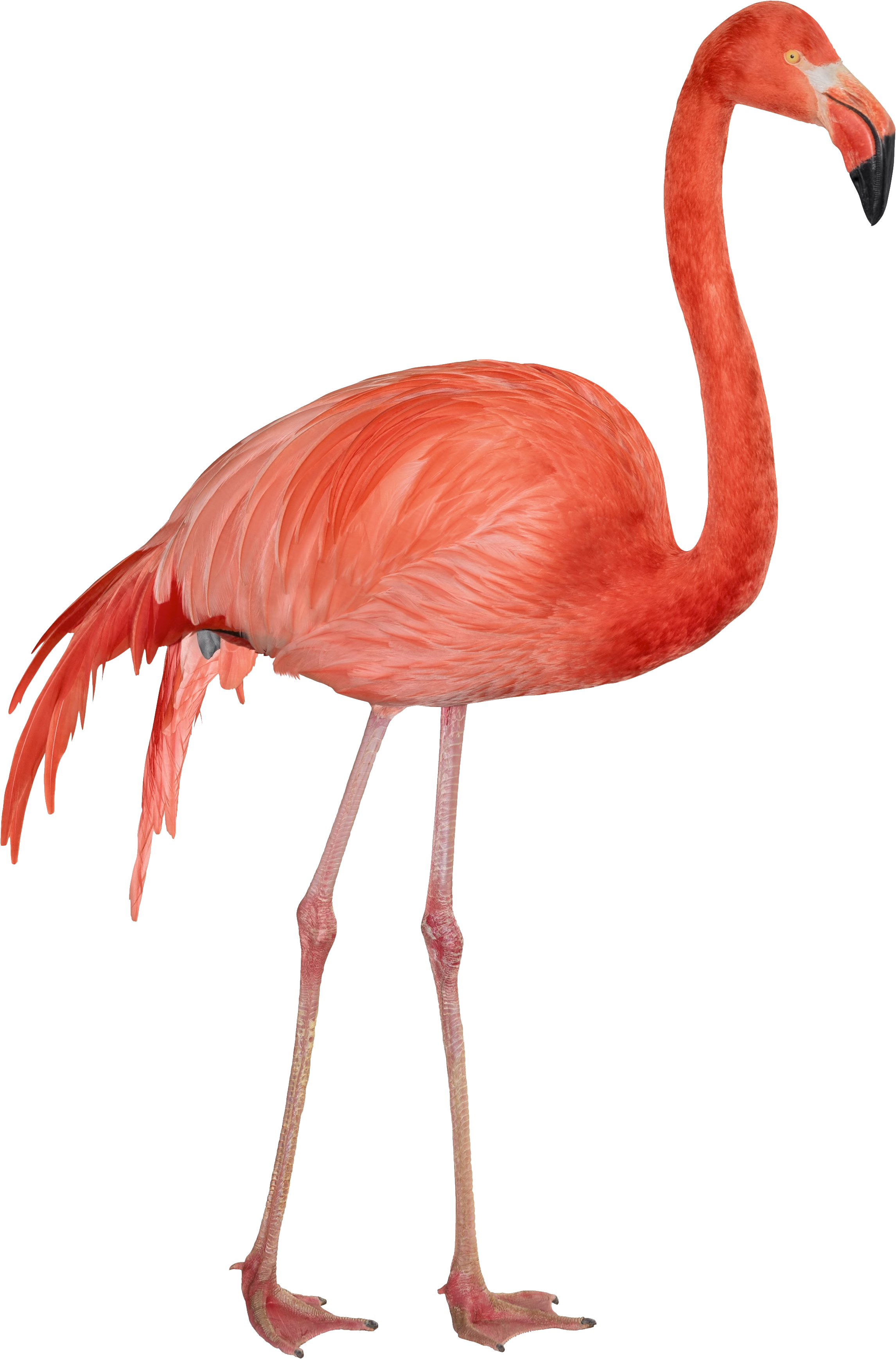 Flamingo Png Gif (2291x3474), Png Download