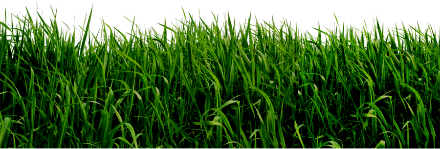 Grass Png File (900x305), Png Download