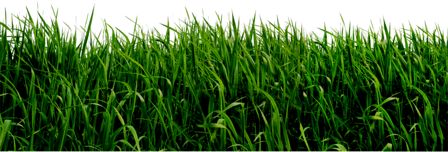 Download Grass Png File Png Image With No Background Pngkey Com