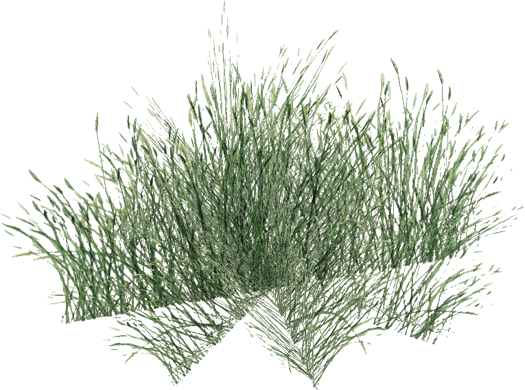 Long Grass Png Pic - Sweet Grass (764x764), Png Download
