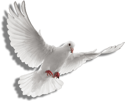 Download Holy Spirit Dove Png Clip Art Transparent Stock - Holy Spirit Dove  Png PNG Image with No Background 