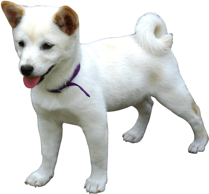 Download Dog Png Image - Dog Png (500x473), Png Download