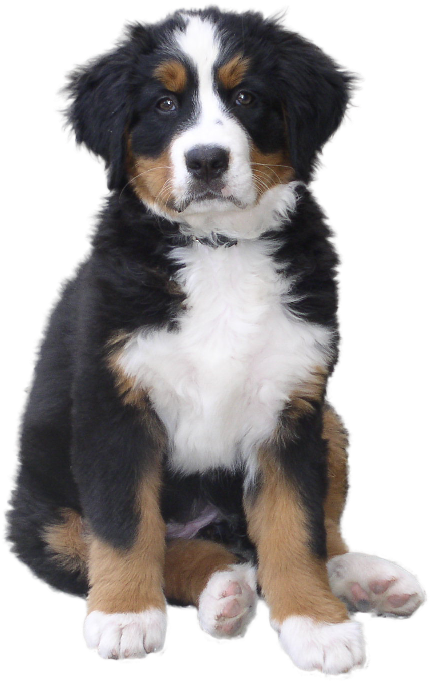 Dogs Png Clipart - Dog Png - Free Transparent PNG Download - PNGkey