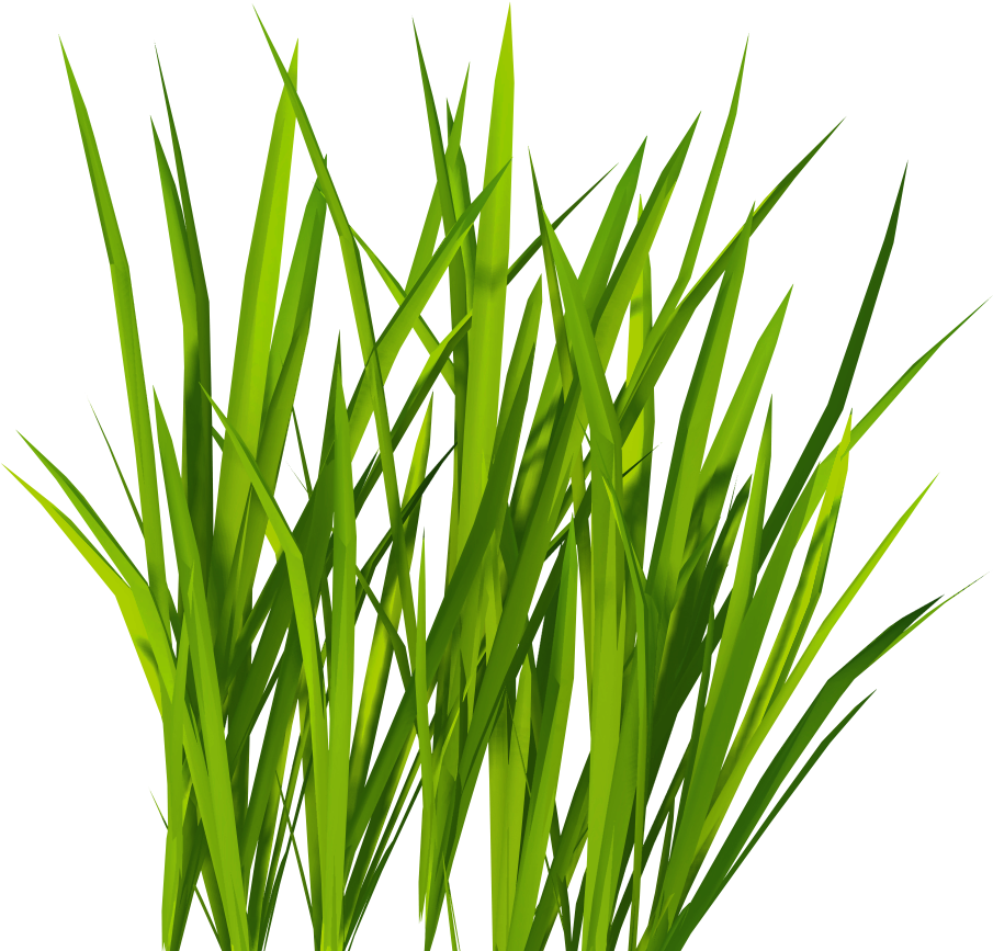 Green Grass Png Clip Art - Grass Png (1024x1024), Png Download