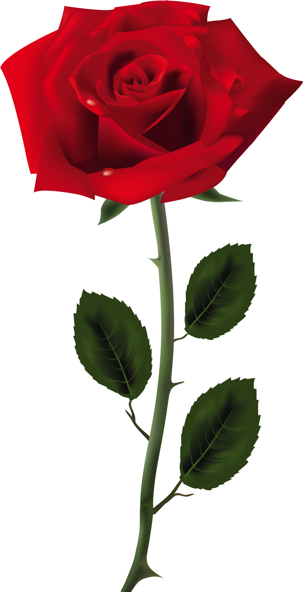 Red Roses - Rose Png (1026x1943), Png Download