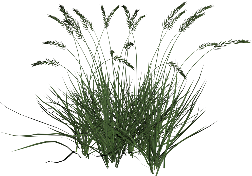 Free Icons Png - Tall Grass Transparent Background (493x348), Png Download