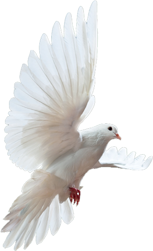 Dove - Dove Png (342x511), Png Download