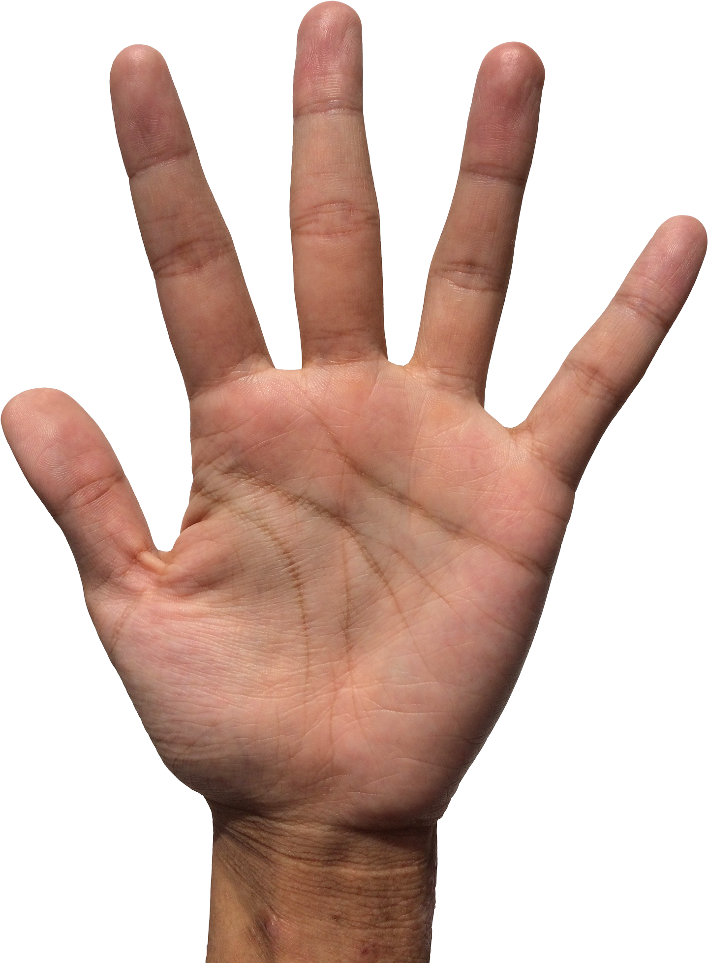 Hand Png Transparent Image - Hand Png (500x641), Png Download