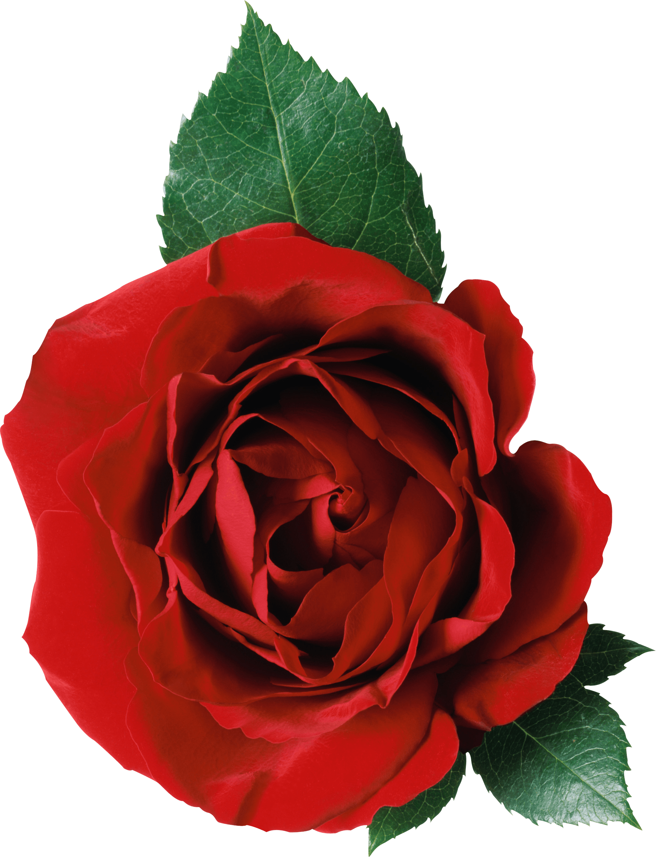 One Rose And Leaves - English Through Pictures, Books 1-3 (2119x2768), Png Download