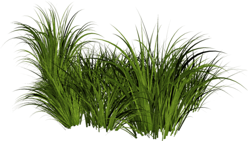 Beach Grass Png Jpg Free Stock - Tall Grass Transparent Background (600x387), Png Download