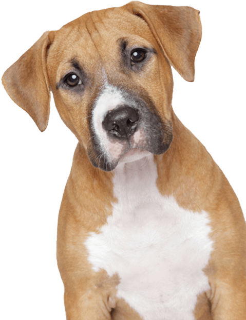 Animals - Dogs - Dog Face Png (480x655), Png Download