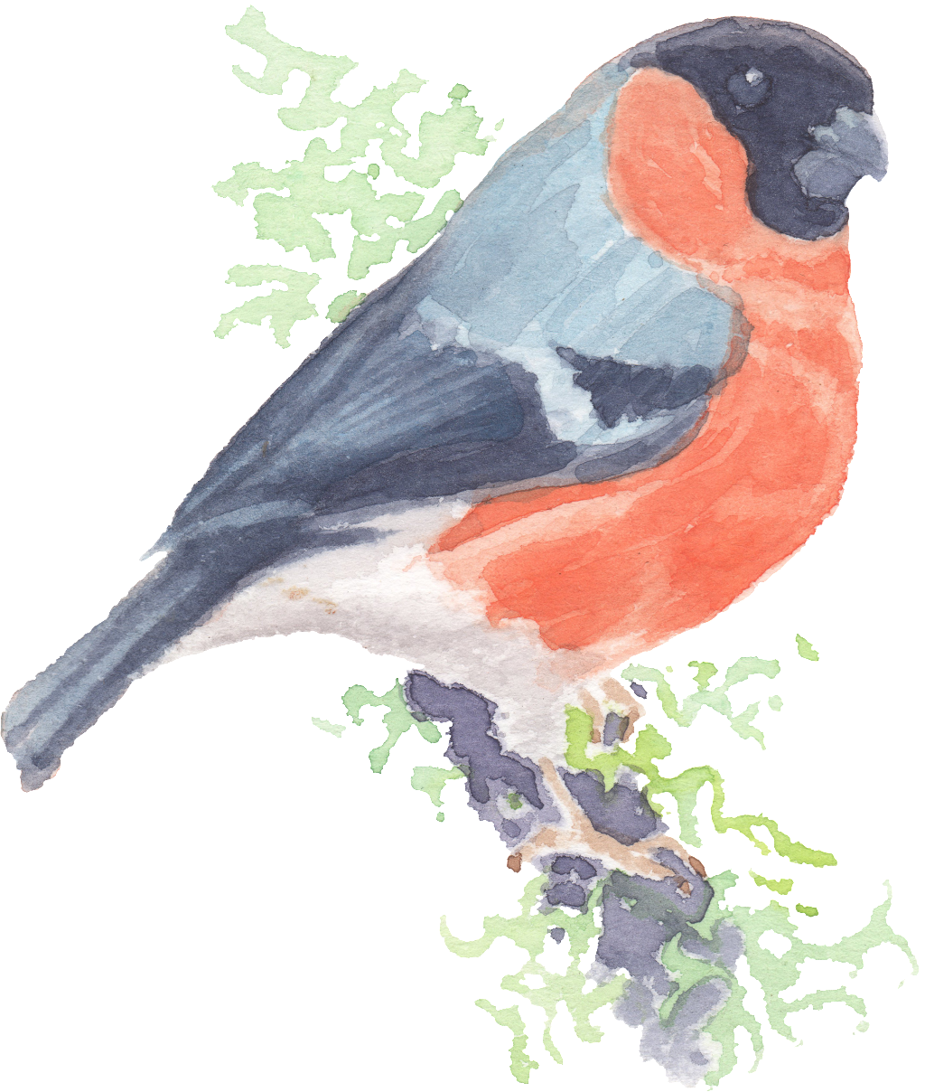 Hand Painted Realistic Cartoon Cuckoo Bird Png Transparent - Portable Network Graphics (1024x1208), Png Download