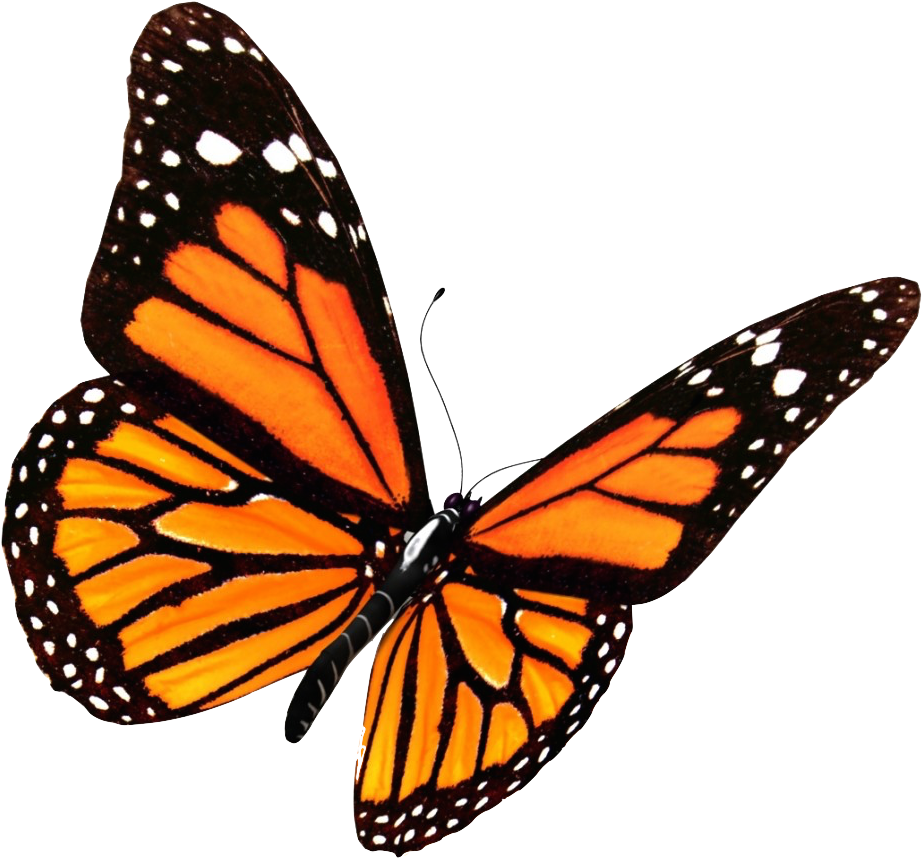 My Image 48