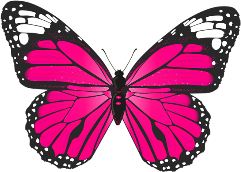 Butterfly Png Images Free Download