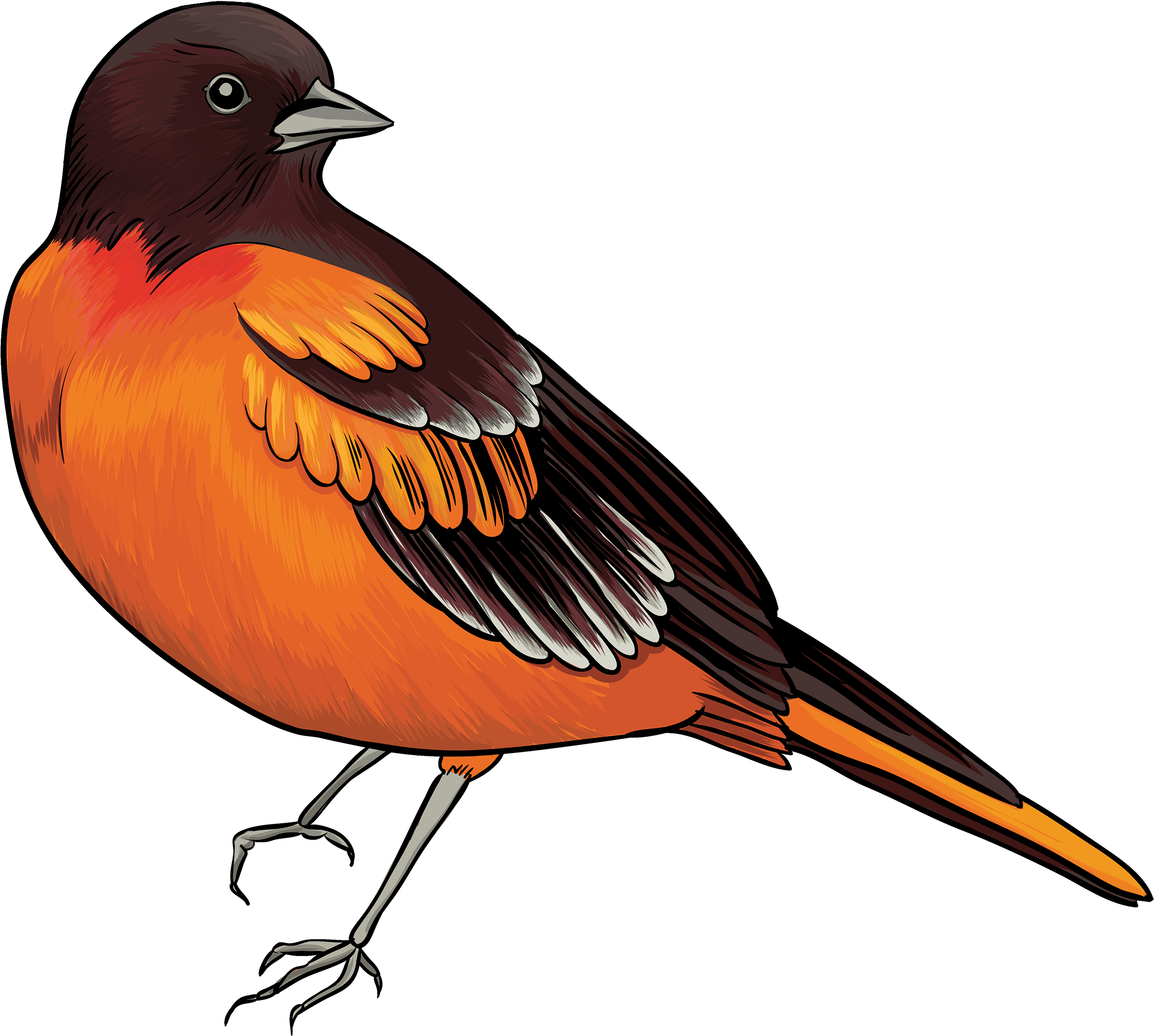 Black And Orange Bird Png Clipart - Soft And Kind Hearted People Are Not Fools (2500x2241), Png Download
