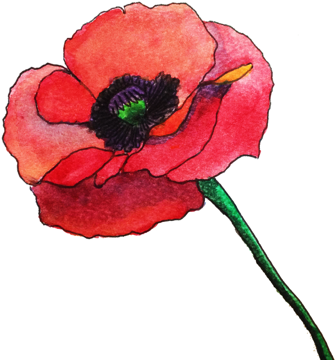 Picture - Watercolor Poppy Flower Png (1066x800), Png Download