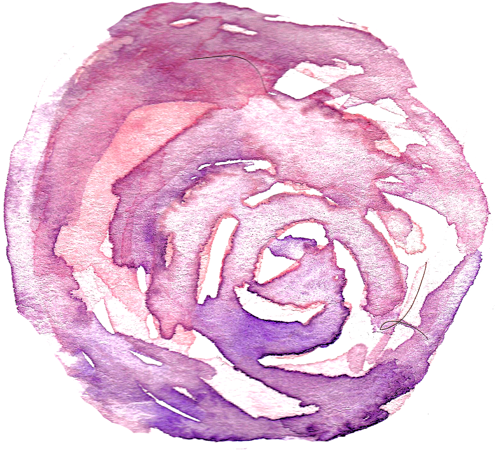 Watercolor Rose Flower - Separator Discord (1209x1280), Png Download