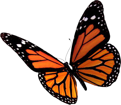 Butterfly Png - Бабочка Пнг (465x402), Png Download