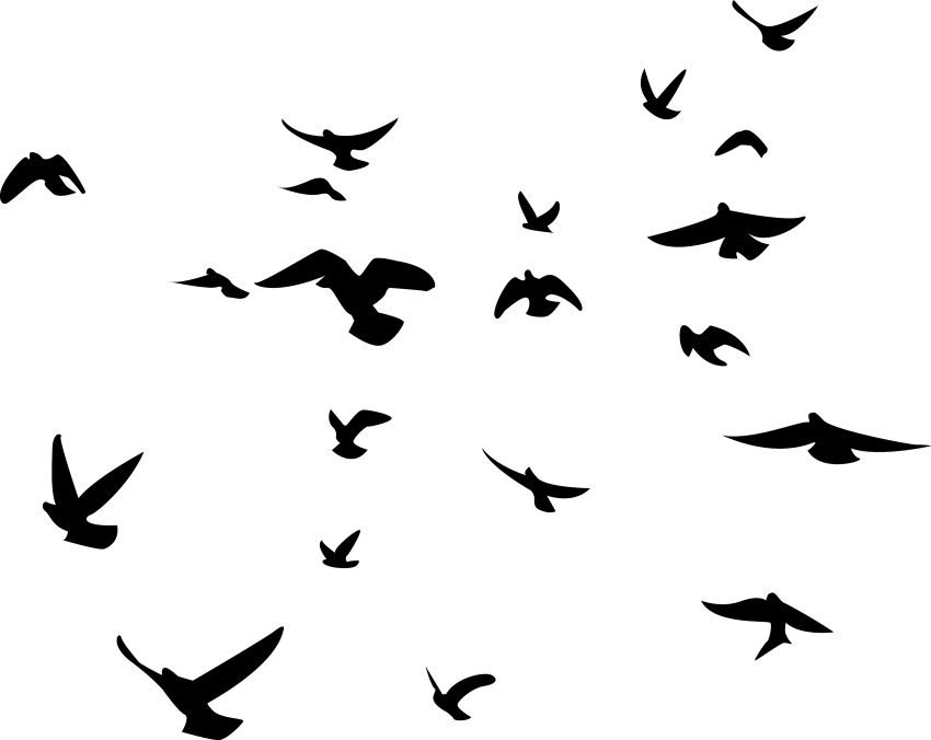 Free Png Birds Png Images Transparent - Black Birds Transparent Background (850x676), Png Download