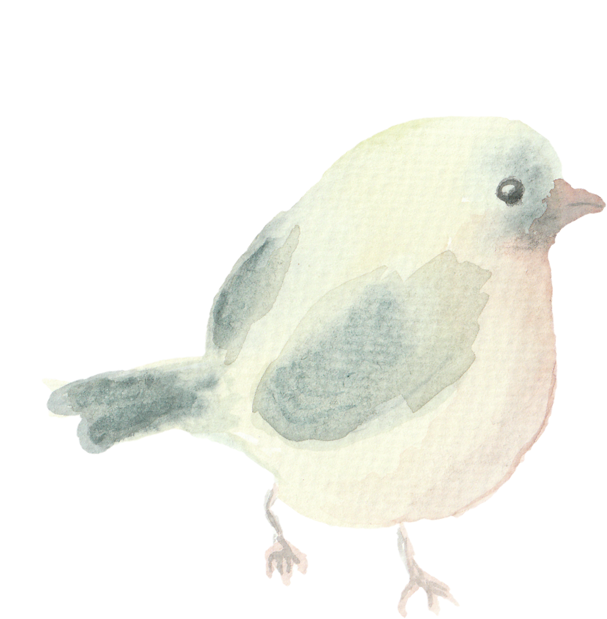 Bushtit (1428x1432), Png Download