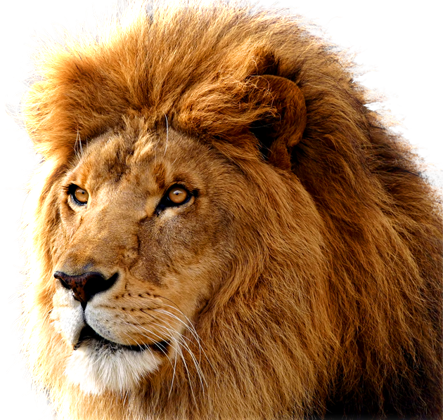 Lion Png Free Download - Lion Png (600x569), Png Download