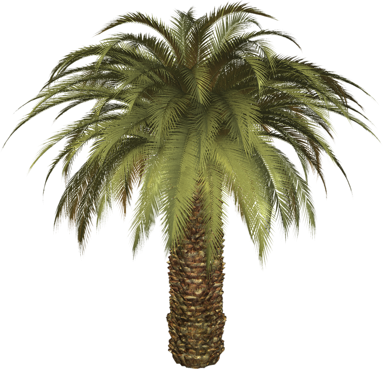 Oil Palm Tree Png (1600x1542), Png Download