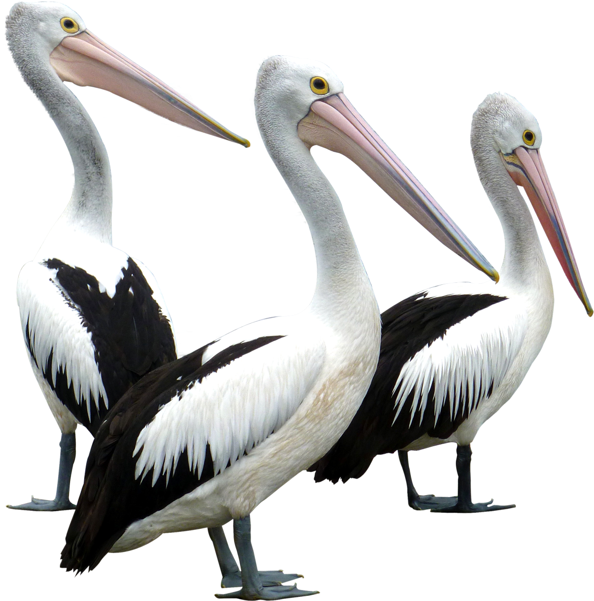 Pelican Png (1250x1294), Png Download