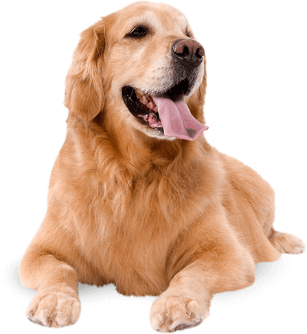 19+ Dog Jpg Images Download Images