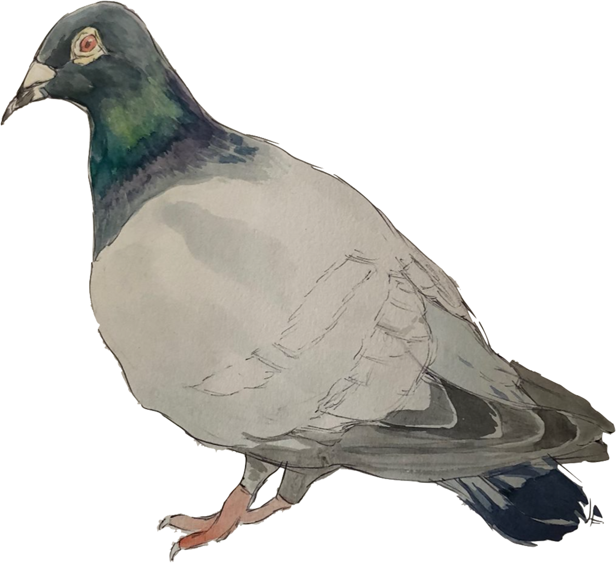 Will Lone - Rock Dove (2110x1929), Png Download