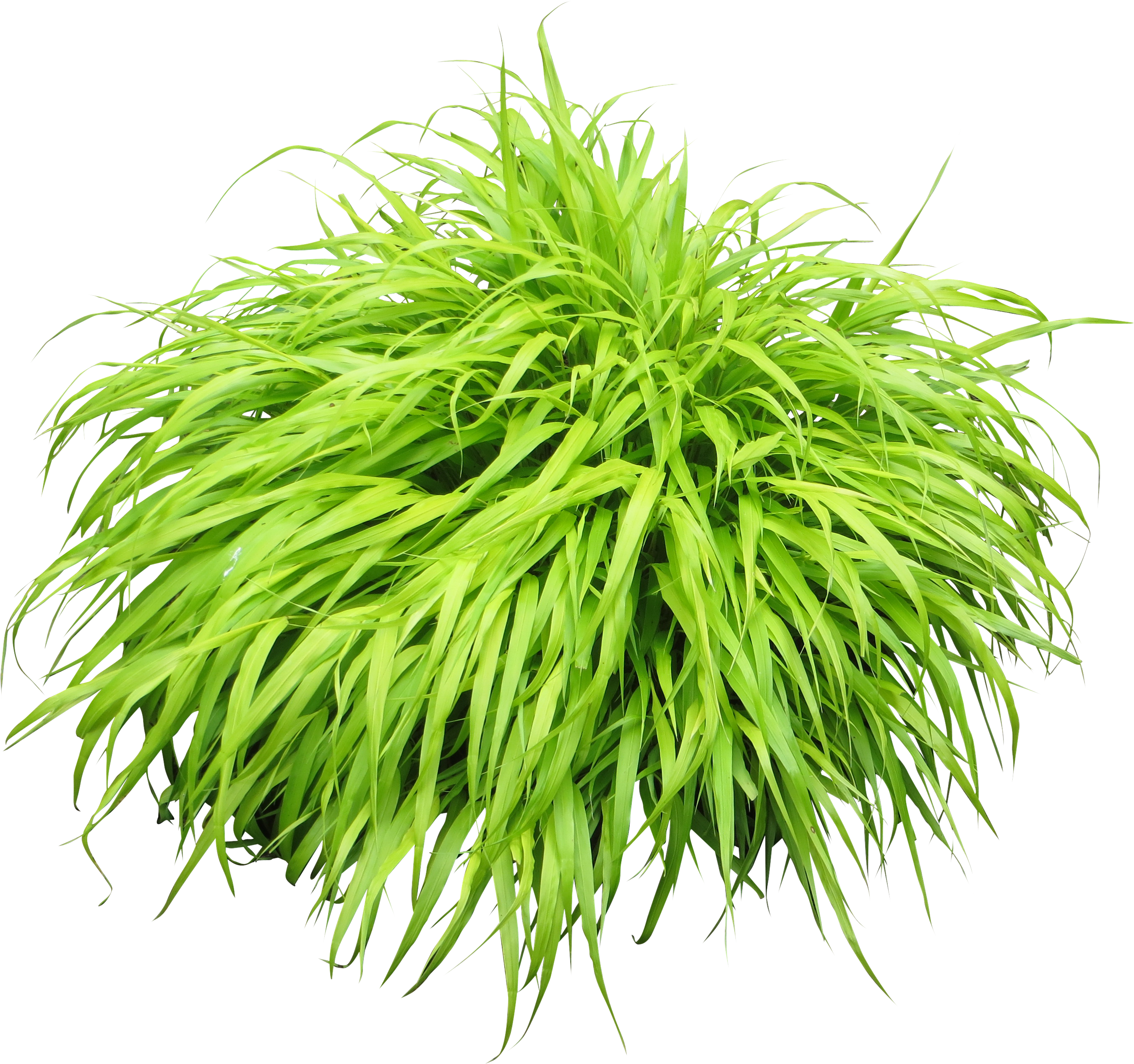 Bush Clipart Png Collection - Plant Png (2922x2922), Png Download