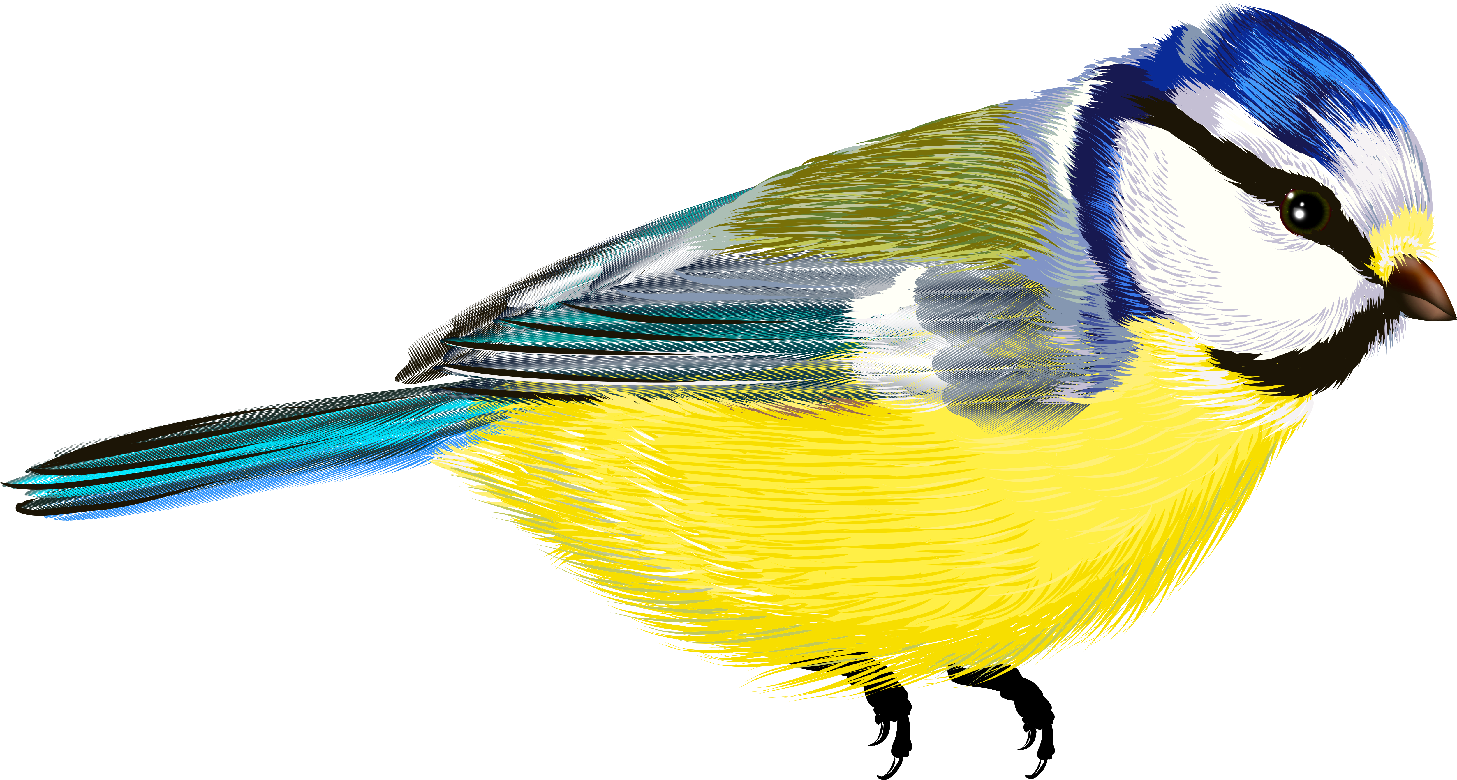 Bird Transparent Png Clipart - انواع پرندگان خانگی و زینتی (5104x2780), Png Download