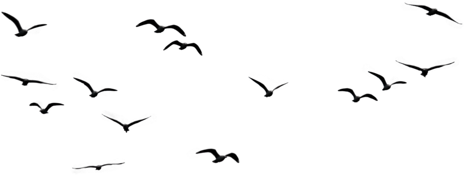 Saatchi - Bird In The Sky Png (1024x683), Png Download