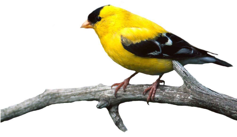 Bird Png - Bird On Branch Png (999x799), Png Download