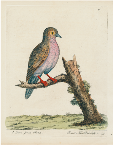 China Dove - Illustration (500x500), Png Download