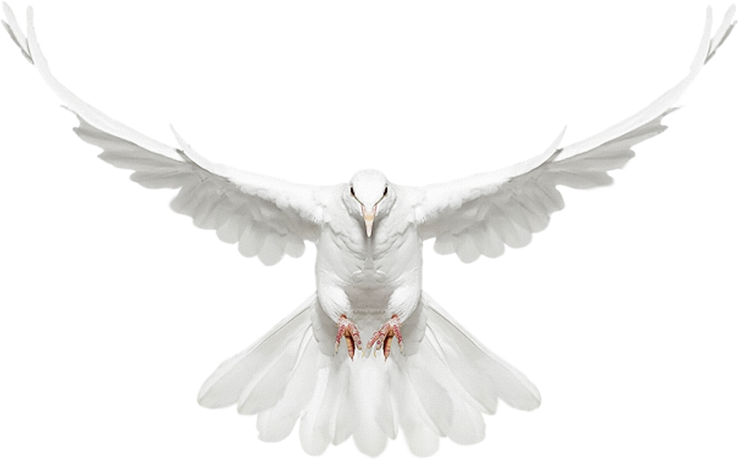 Download Dove Flying Dove Png Transparent Background Png Image With