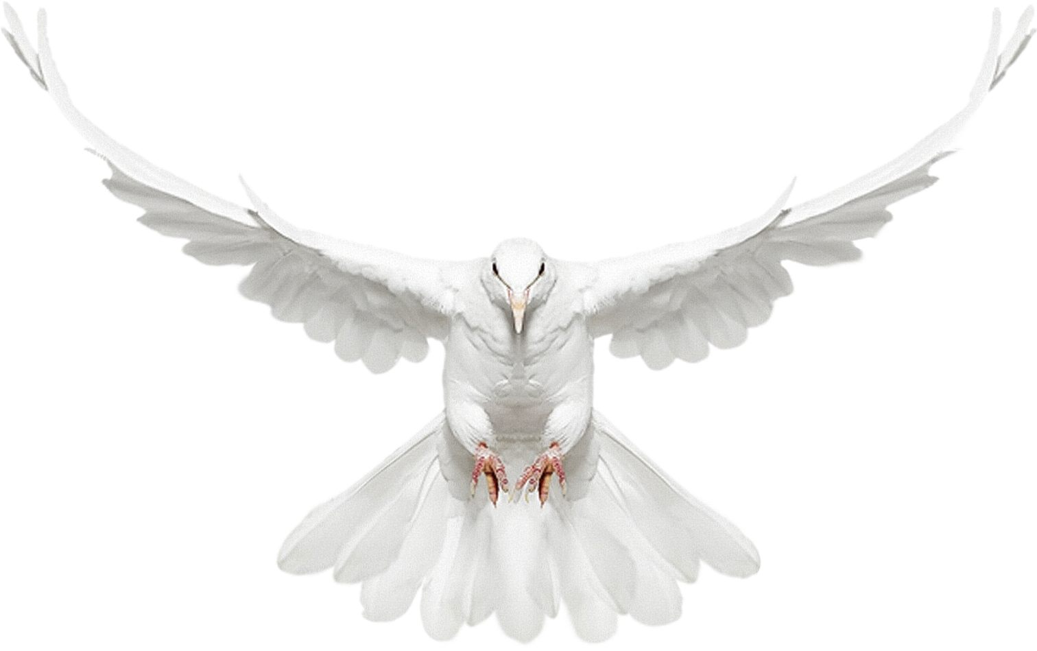 Dove - Flying Dove Png Transparent Background - Free Transparent PNG