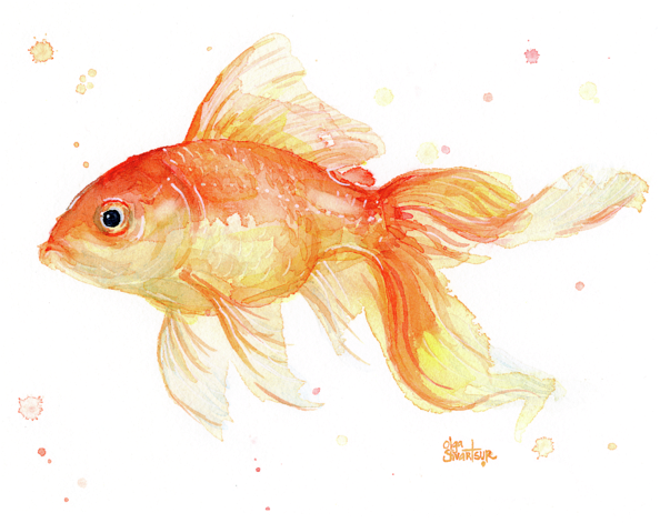 Goldfish Painting Watercolor Adult Pull - Goldfish Art (600x495), Png Download