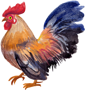 Chicken Watercolor Png (404x316), Png Download