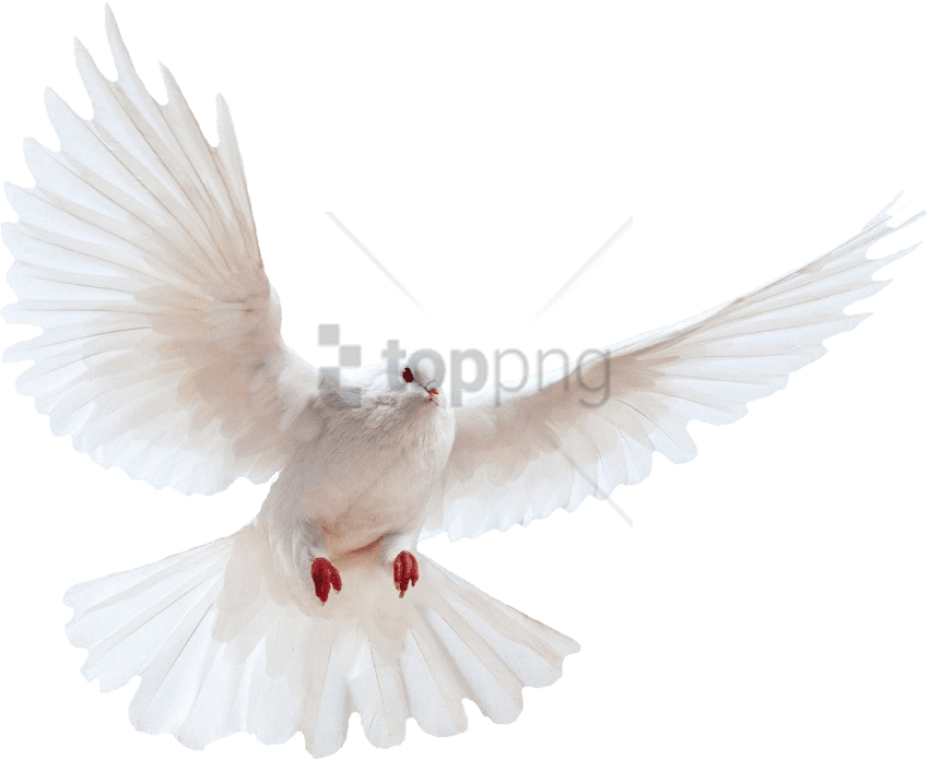 White Dove Transparent Background Bird Image Transparent - Dove Png Transparent Background (623x510), Png Download